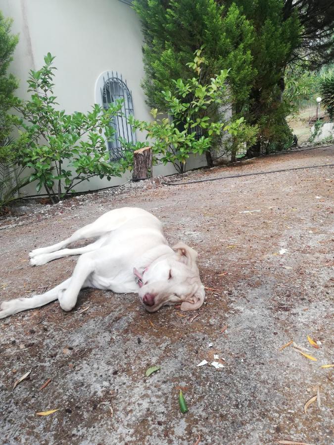 Olea Home Agia Pelagia Chlomou Bagian luar foto